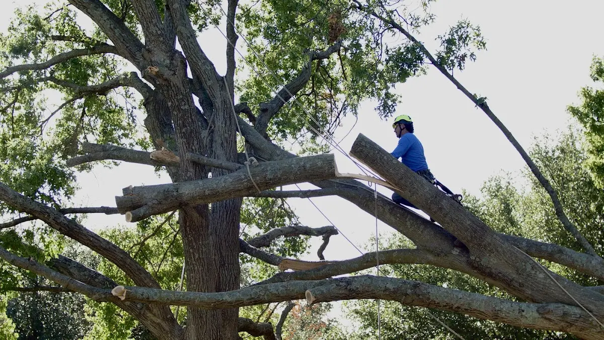 Professional Crown Thinning performed by certified arborists in Warriormine