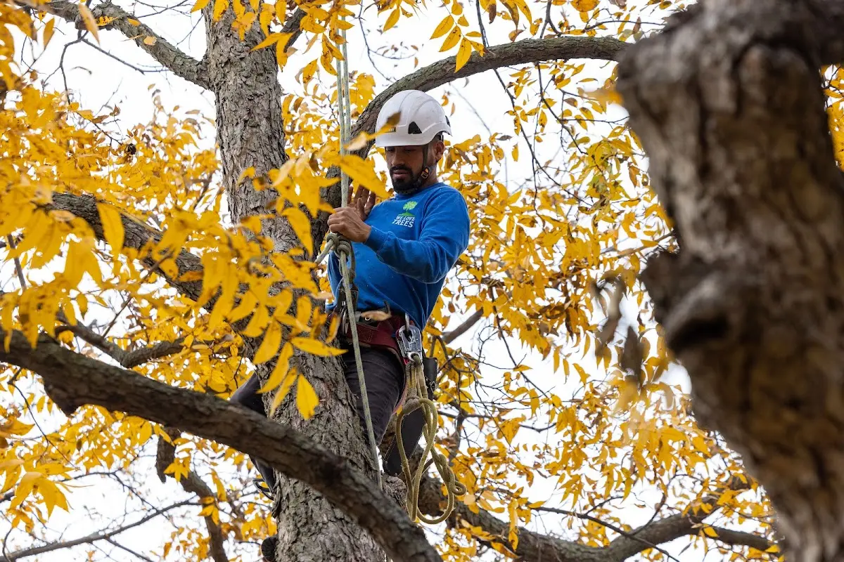 Skilled Tree Trimming crew working in Warriormine